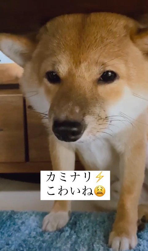 パニック状態の寅ノ門吉くん