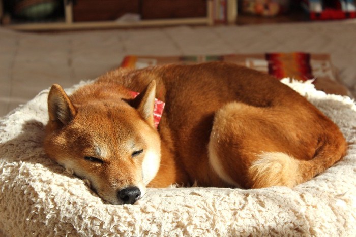 眠る柴犬