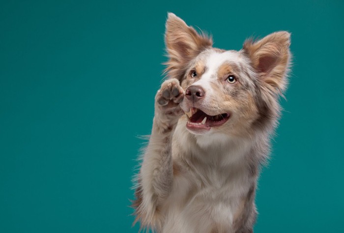 片足をあげる犬