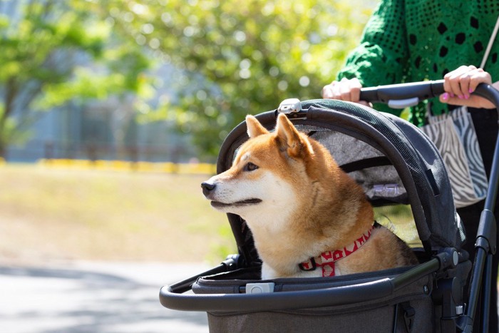 カートに乗っている柴犬