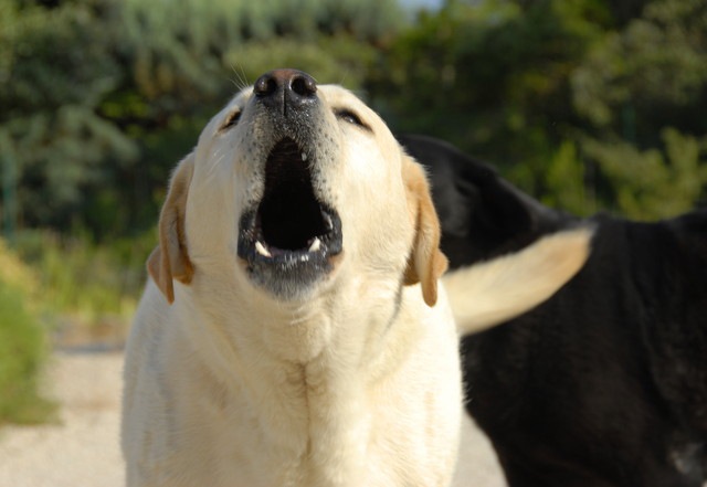 吠える犬