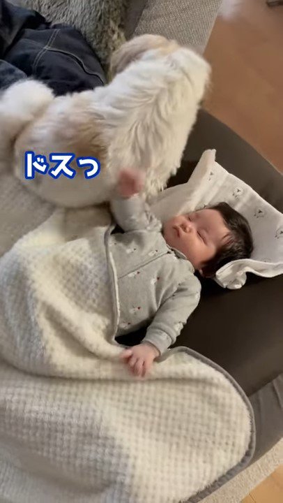 座る犬の背中