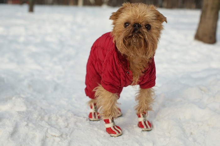 くつをはいて雪上に立つ犬