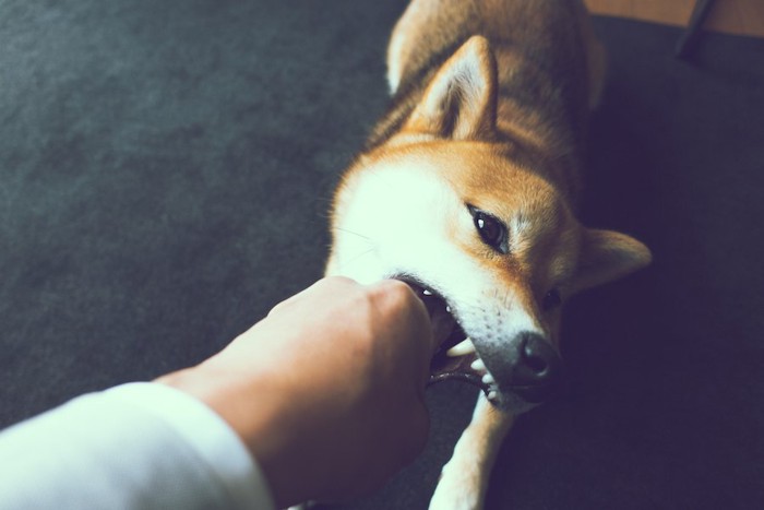 人の手に噛みつく犬