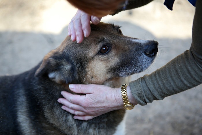 撫でられている保護犬