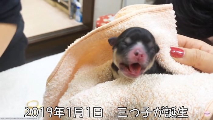 産まれたばかりの子犬