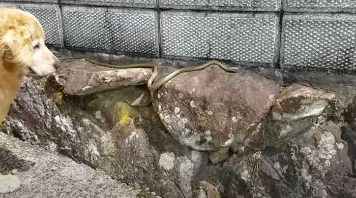 生垣の上のヘビを見る犬
