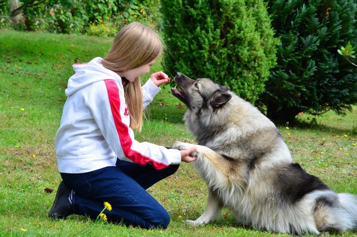 しつけされておやつをもらう犬