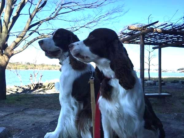 遠くを見つめる二匹の犬