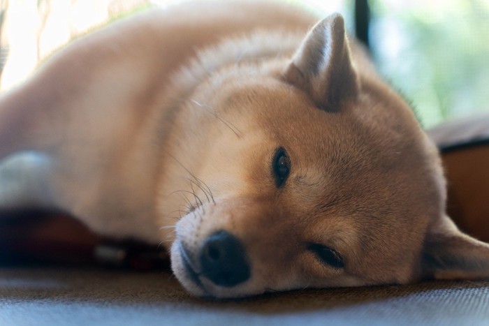 寝ている柴犬