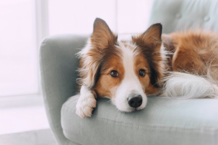 ソファーの上からこちらを見つめる犬