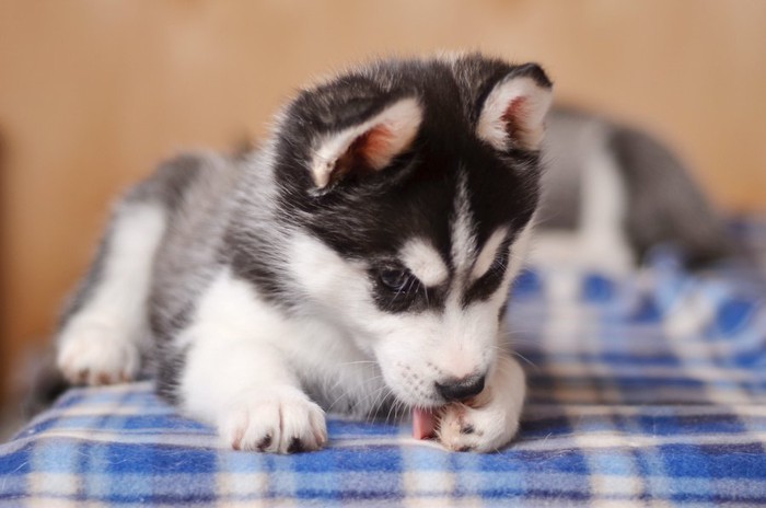 前脚を舐めるハスキー犬のパピー