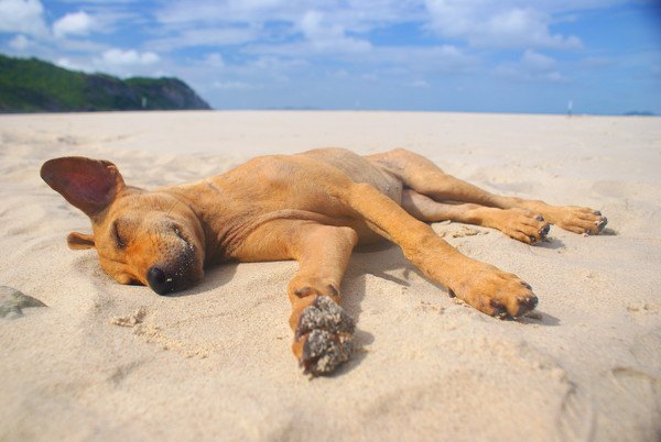 砂浜の上で横たわって寝る茶色い犬