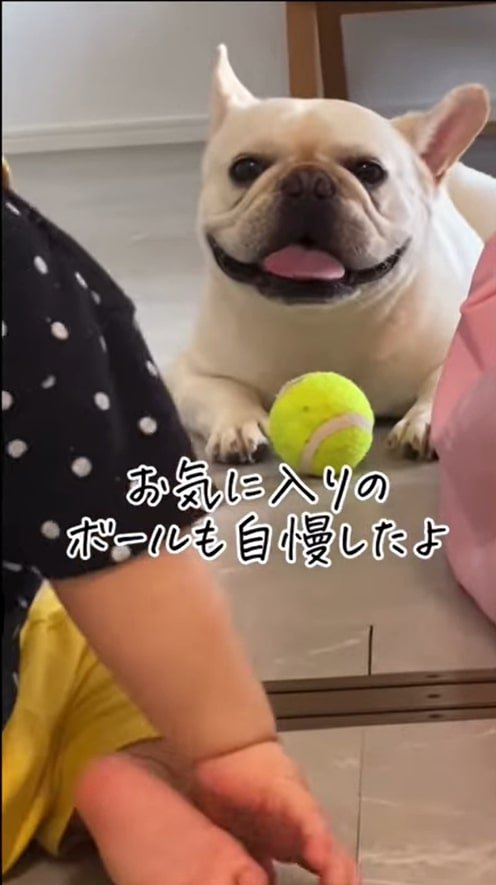 テニスボールを持って笑う犬