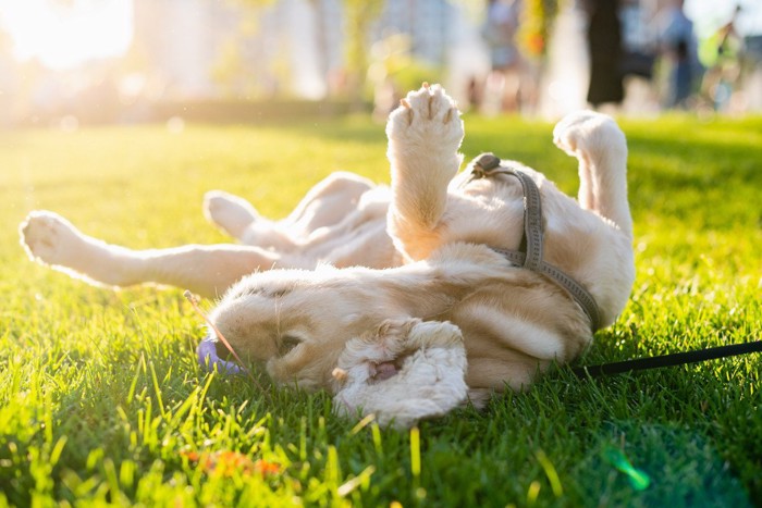 散歩中に寝転がる犬