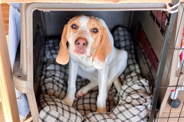 ケージの中から見上げる犬