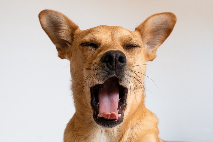 あくびをする茶の犬の顔のアップ