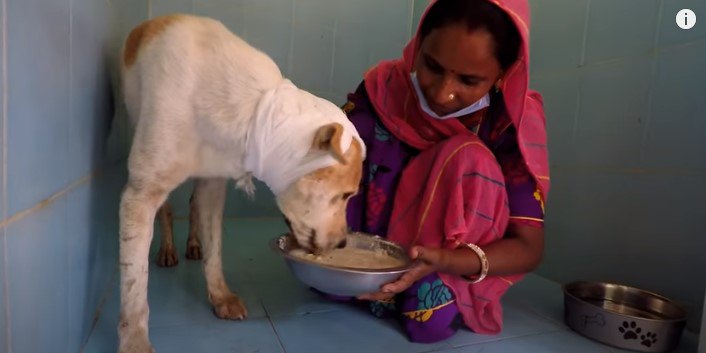 流動食をたべる犬