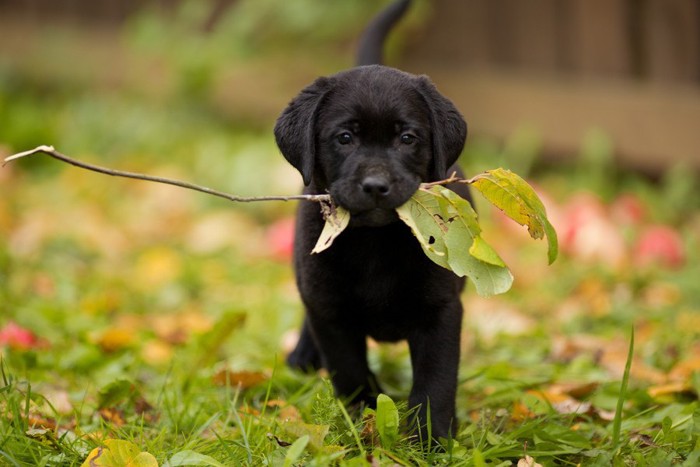 葉っぱをくわえる犬