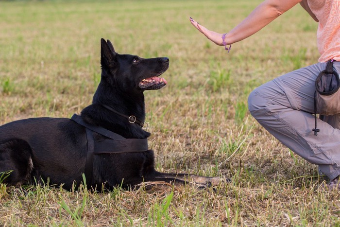 トレーニングされる犬