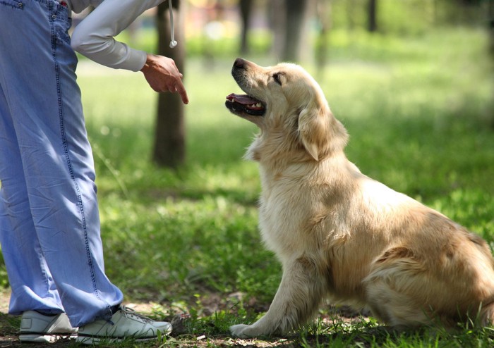 飼い主に構ってほしい犬