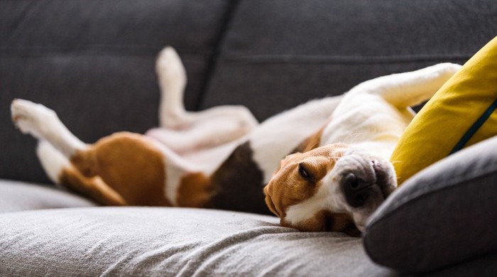 目を開けて眠る犬