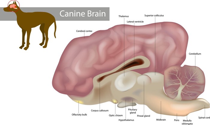 犬の脳のイラスト図解