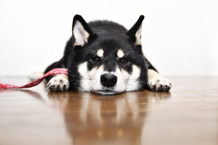 床にあごをつけて伏せる犬