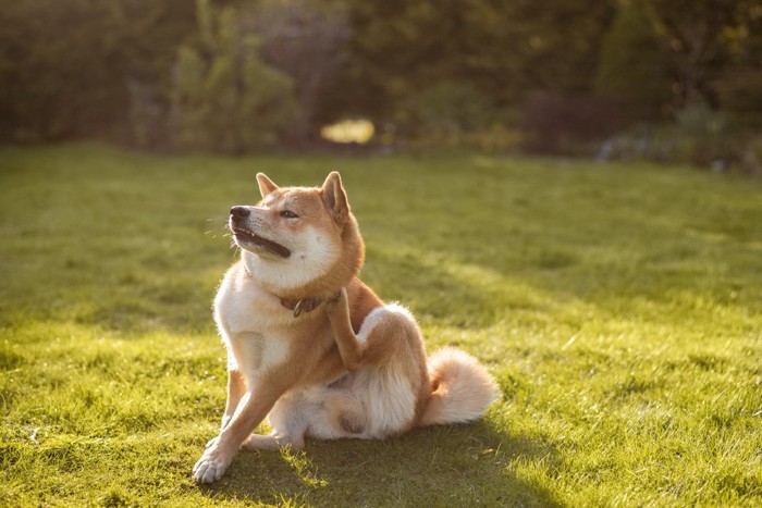 首をかく仕草をする柴犬