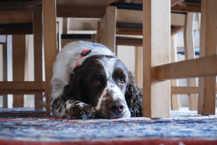テーブルの下で不安そうな犬