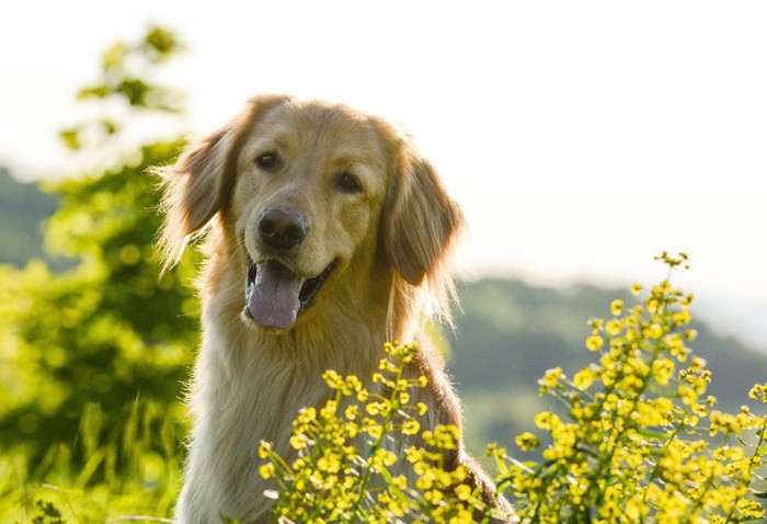 菜の花と犬