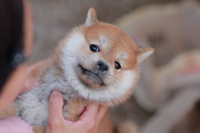 抱っこされて顔を背けて嫌がる子犬