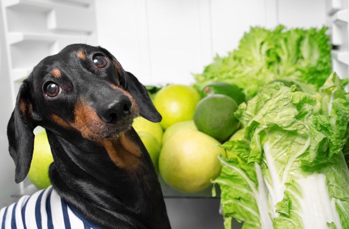 野菜と犬