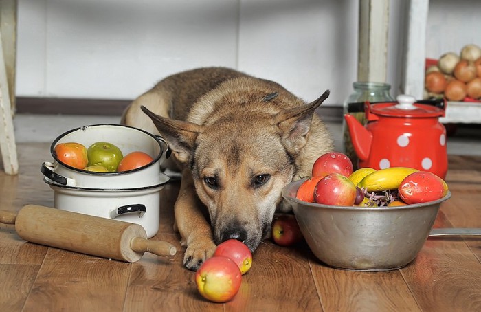 調理器具と食材に囲まれた犬