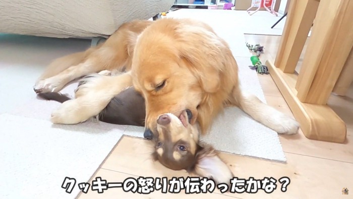 先輩犬の教育的指導！！