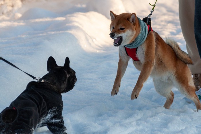 他の犬を威嚇する柴犬