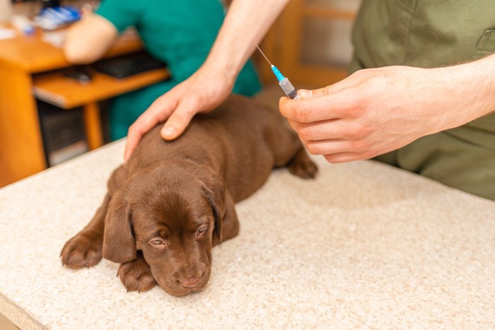 ワクチン注射をされる子犬