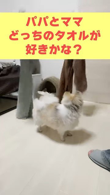 字幕と振り返る犬