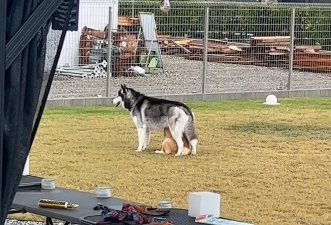 ハスキーの下に隠れる柴犬