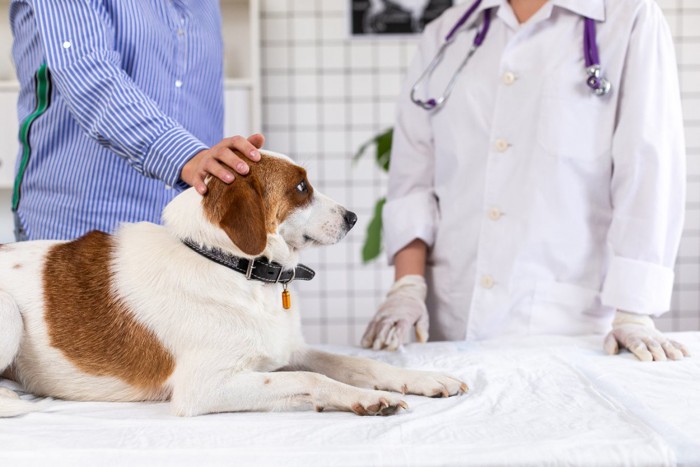 犬の飼い主と話をする獣医師