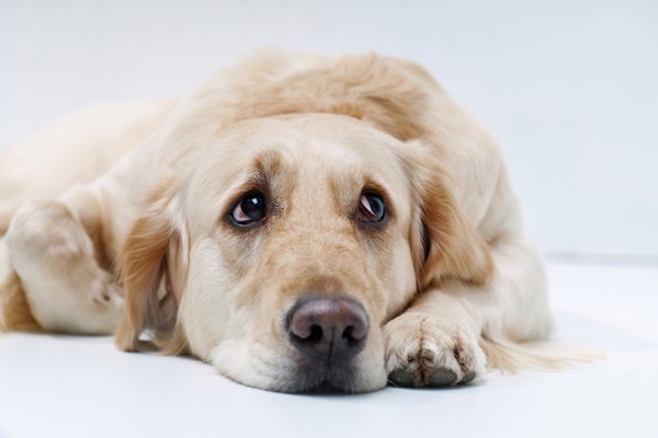 悲しそうな犬の顔