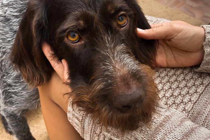 人の膝に顔を乗せる犬