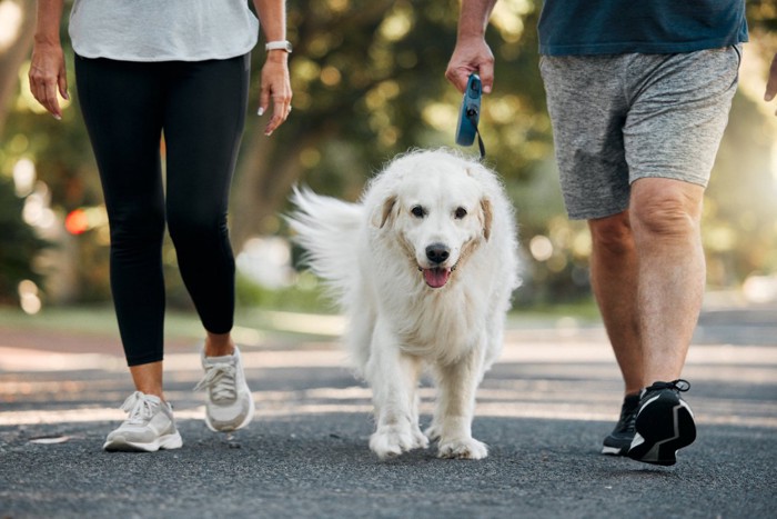 散歩する老犬レトリバー