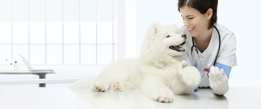 笑顔で見つめ合う獣医師と犬