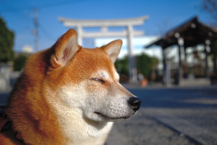 柴犬の横顔、白い鳥居