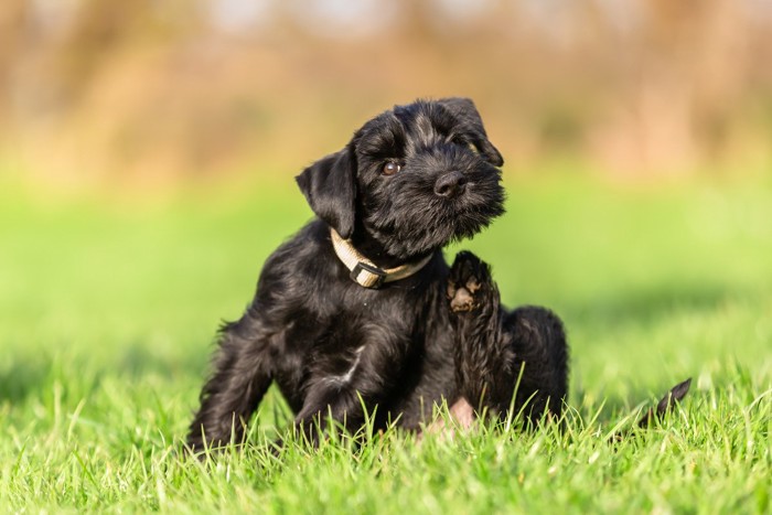 体を掻いている犬