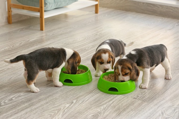 子犬3匹と食器