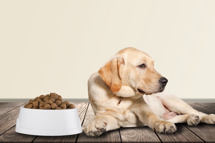 ご飯を食べない子犬