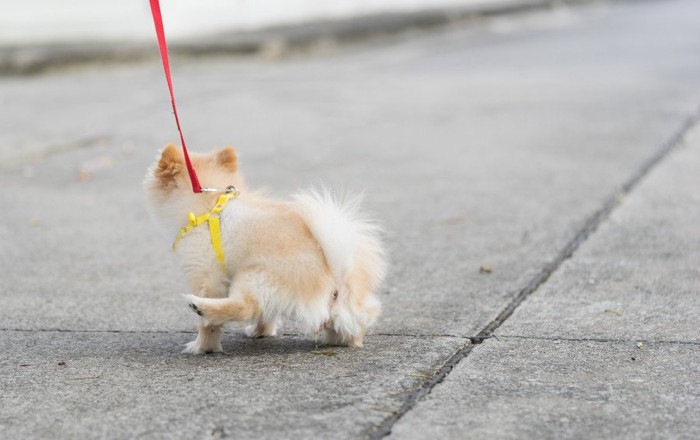 後姿の犬