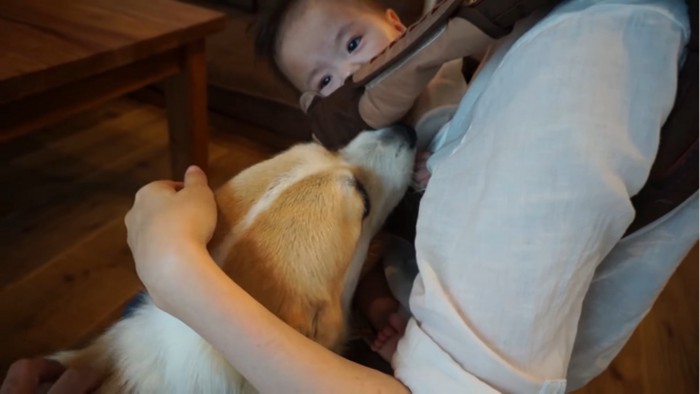 赤ちゃんに鼻を近づける犬